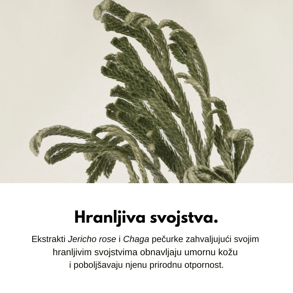 Jericho Rose Crème Nutrition Tube 75ml